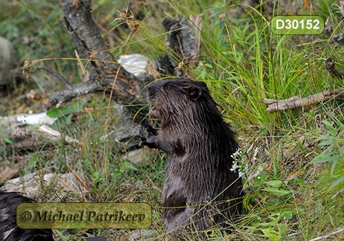 North American Beaver (Castor canadensis)